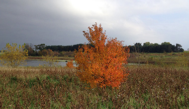fall tree
